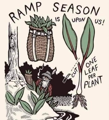 ramp season is upon us! cut only one leaf per plant